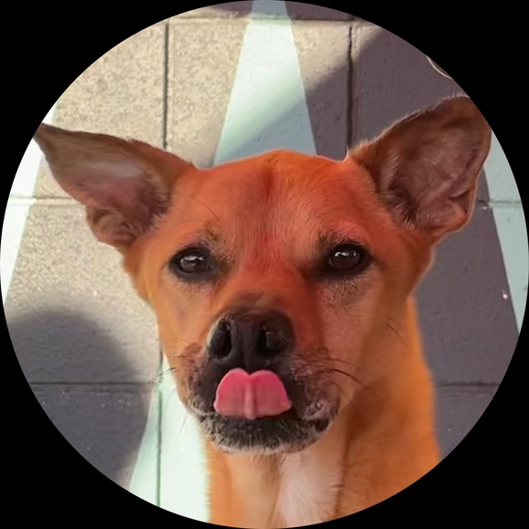 foxyontherun
